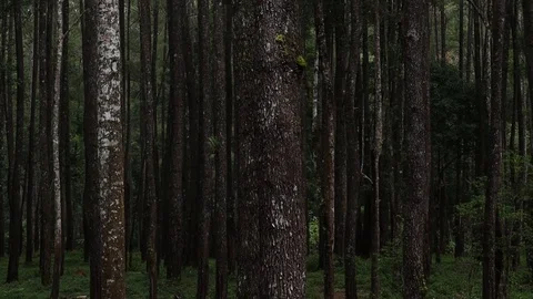 Pine tree in the forest of northern Sumatra Indonesia Vídeos de archivo 119798492
