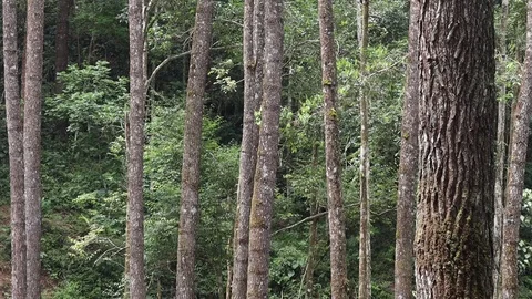 Pine tree in the forest of northern Sumatra Indonesia Stock Footage 119799232