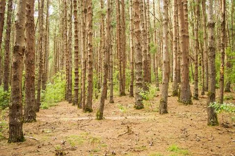 Pine tree forest in ooty Stock Photos