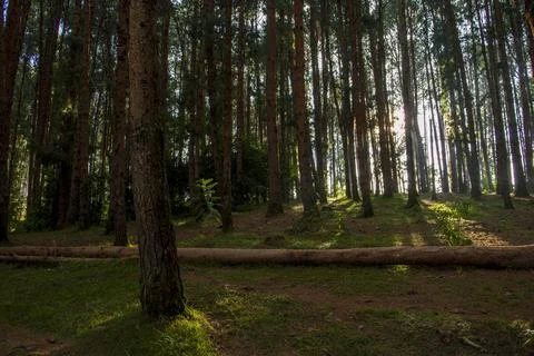 Pine tree forest in ooty Stock Photos