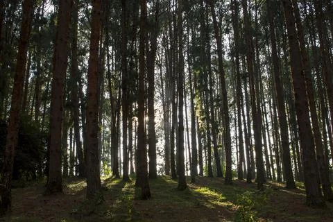 Pine tree forest in ooty Stock Photos
