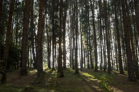 Pine tree forest in ooty Stock Photos