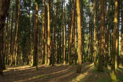 Pine tree forest in ooty Stock Photos