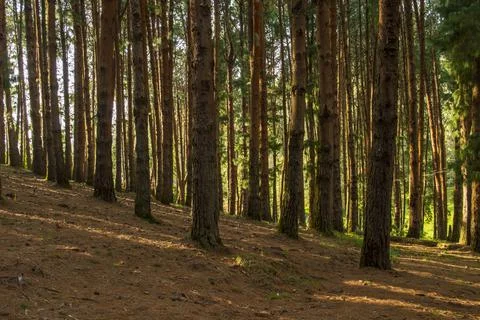 Pine tree forest in ooty Stock Photos