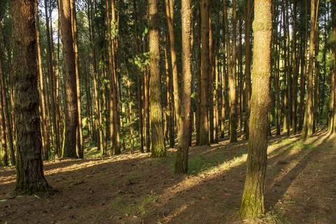Pine tree forest in ooty Stock Photos