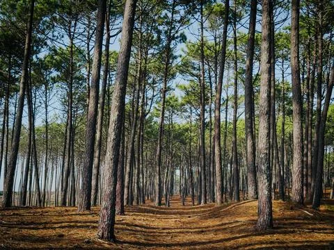 Pine tree forest in Ovar dunes perimeter Maceda Stock Photos