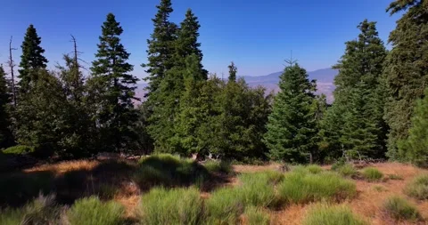 Pine Tree Forest Overlooking Cuyama Valley California Video Stock Footage 280784428
