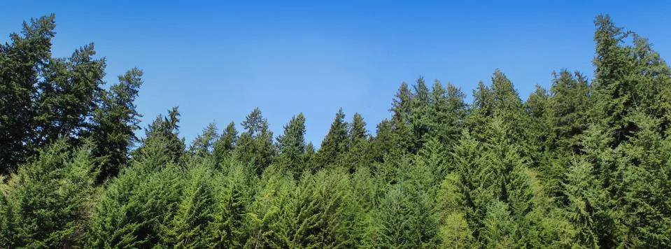 Pine Tree Forest Panorama Stock Photos