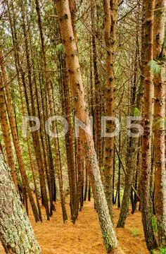 Pine Tree Forest Stock Photos