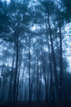 Pine tree forest Stock Photos