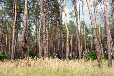 Pine tree forest Stock Photos
