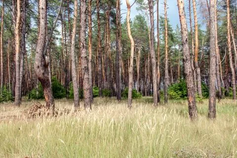 Pine tree forest Stock Photos