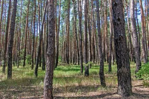 Pine tree forest Stock Photos