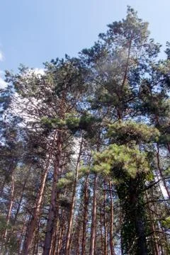 Pine tree forest Stock Photos