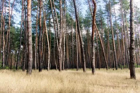 Pine tree forest Foto stock