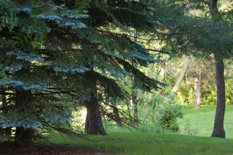 Pine tree in the forest Stock Photos