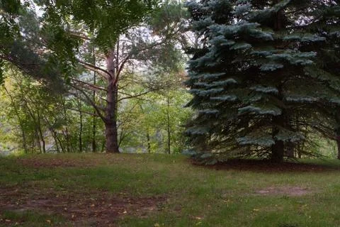 Pine tree in the forest Stock Photos