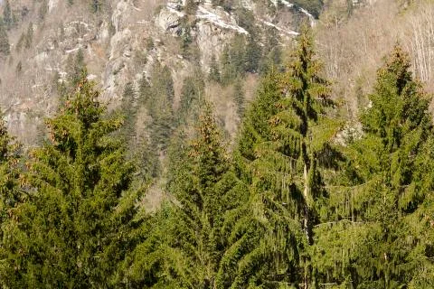 Pine tree forest Stock Photos