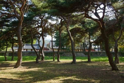 Pine tree forest Stock Photos