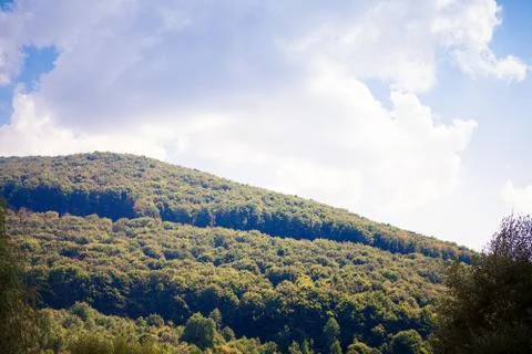 Pine tree forest 스톡 사진