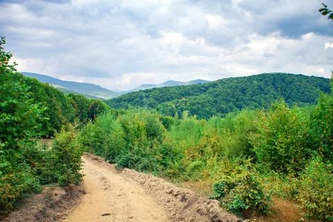 Pine tree forest Stockfoto's
