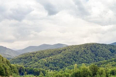 Pine tree forest Stock Photos
