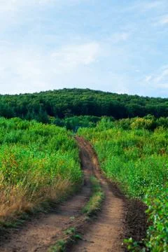 Pine tree forest Stock Photos