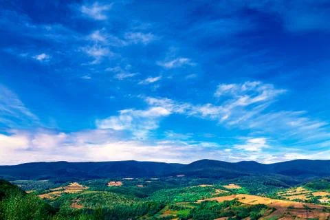 Pine tree forest Stock-Fotos