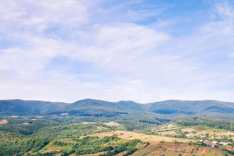 Pine tree forest Stockfoto's