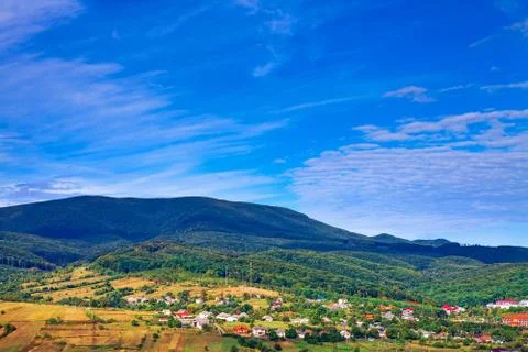 Pine tree forest 스톡 사진