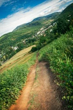 Pine tree forest 스톡 사진