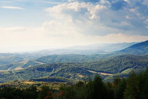 Pine tree forest Stock-Fotos