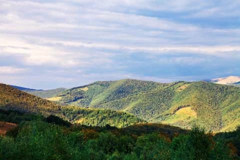 Pine tree forest Stock-Fotos