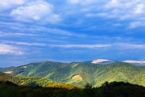 Pine tree forest Stock-Fotos