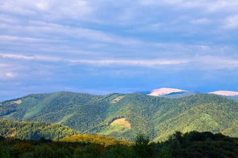 Pine tree forest Stockfoto's