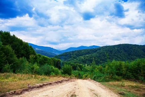 Pine tree forest 스톡 사진