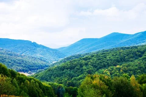 Pine tree forest Stock Photos