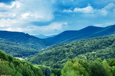 Pine tree forest Stock-Fotos