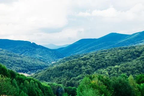 Pine tree forest Stock-Fotos