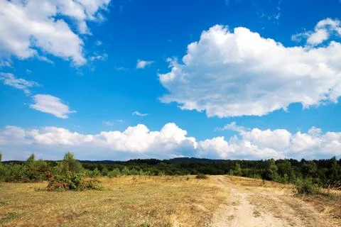 Pine tree forest 스톡 사진