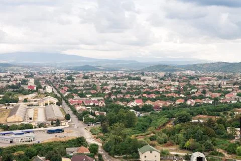 Pine tree forest 스톡 사진