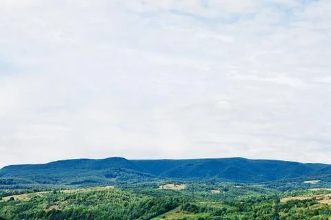 Pine tree forest Stock Photos