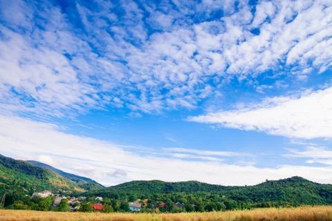 Pine tree forest Stock-Fotos