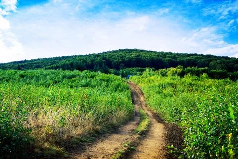 Pine tree forest Stock-Fotos