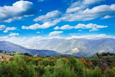 Pine tree forest 스톡 사진