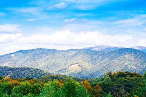 Pine tree forest Stock Photos