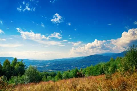 Pine tree forest 스톡 사진