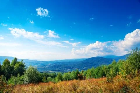 Pine tree forest Stock Photos