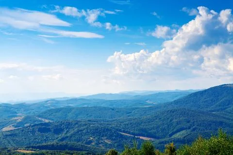 Pine tree forest Stock-Fotos