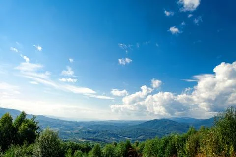 Pine tree forest Stock-Fotos